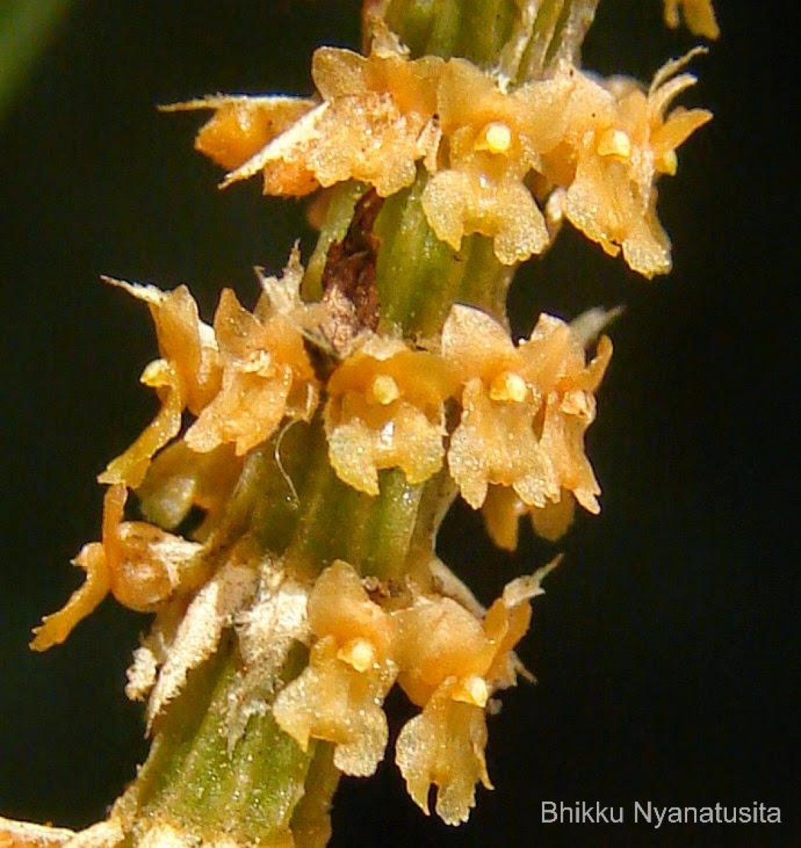 Oberonia thwaitesii Hook.f.